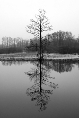 Product picture tree